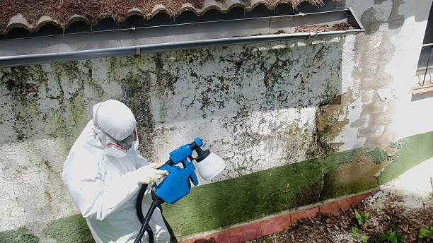 Top rated local Mold Remediation specialists in Buckley, MI